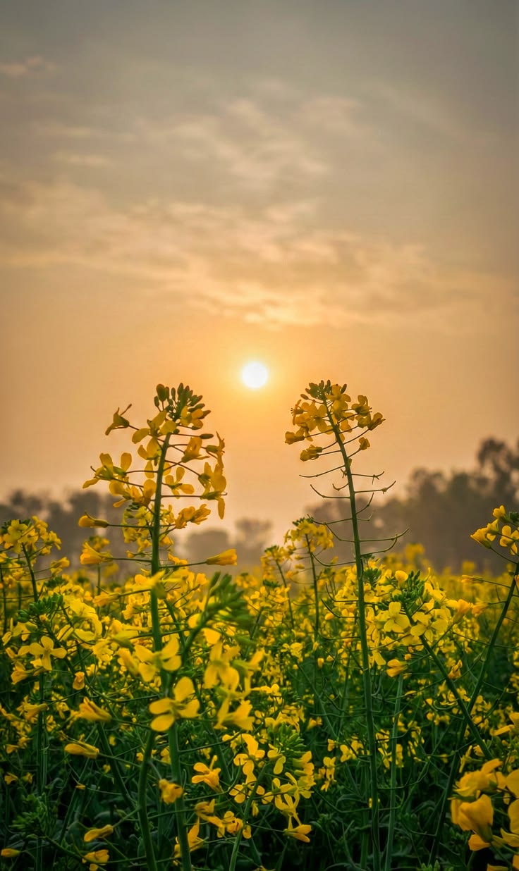 Murli Mustard Oil 1L